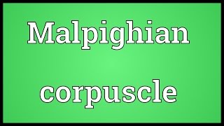 Malpighian corpuscle Meaning [upl. by Lenz]