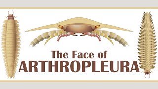 The Face of Arthropleura [upl. by Ahseital804]