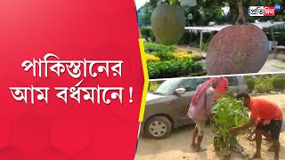 Bardhaman Growing a Variety of Mangoes from Miyazaki to Pakistan in Purbasthali [upl. by Ayamahs]