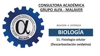 11 Fisiología celular Descarboxilaxión oxidativa [upl. by Elesig]