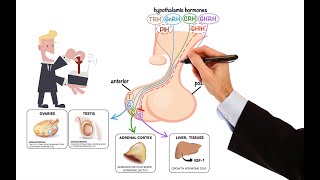 Pharmacology – DRUGS FOR PITUITARY AND THYROID DISORDERS MADE EASY [upl. by Anihsak3]