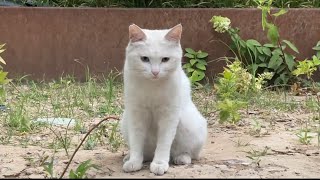 I brought lunch for a white cat with heterochromatic eyes [upl. by Eliam]