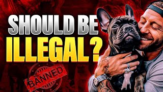 Should Breeding French Bulldog Be Illegal In The United States [upl. by Theo]