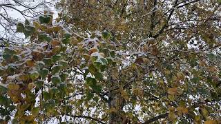 Silver birch  branches twigs amp leaves in the snow  November 2024 [upl. by Salzhauer]