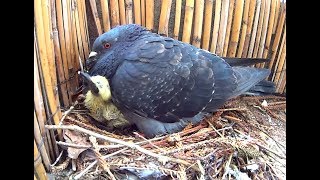 Des bébés pigeons sur mon balcon  Sony Action Cam [upl. by Flip]