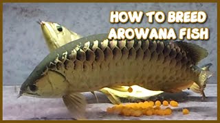 How to Breed Arowana at Home Aquarium  Step by Step Guide [upl. by Annavoeg]