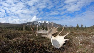 Shed hunt ALASKA [upl. by Anelagna]