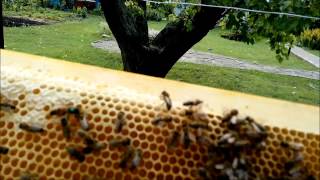 Пчеловодствоприем не плодных маток БакфастBeekeeping receiving no fetal Buckfast queens [upl. by Ttekcirc]