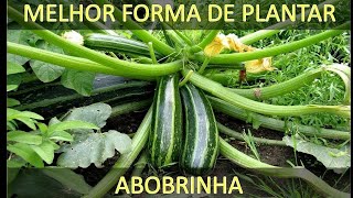 COMO PLANTAR ABOBRINHA NO VASO  COLHA EM 30 DIAS [upl. by Claybourne]