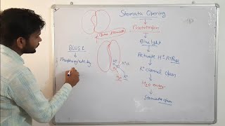 Stomata Open in Response of Blue LightPhototropinCSIR NET in Hindi [upl. by Aidnic]