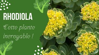 Le rhodiola cette plante incroyable [upl. by Acirrehs]