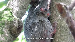 Wild BABY COLUGOFLYING LEMUR with Mummy Singapore [upl. by Dami]