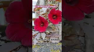 Cranberry flower  song music newsong ytshorts gardentips [upl. by Rento]