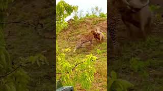 Leopard hunting warthog animals wildlife wildanimals foryou fyp [upl. by Reivazx]