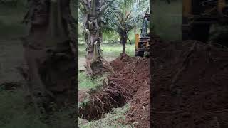 Simple process for coconut tree replantation  Farm update  tree replantation coconutpalm [upl. by Nelak]