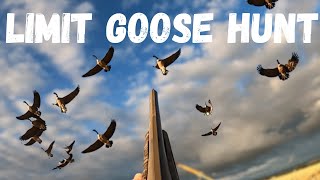 Goose Hunting INSANITY Nonstop Action in Early Season [upl. by Lowell]