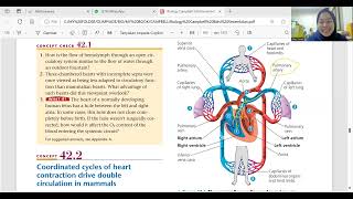 Mekanisme Jantung dalam Sistem Peredaran Sistemik dan Pulmonalis [upl. by Scornik]