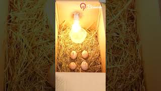 Hatching Chicken Eggs Easy [upl. by Haran]