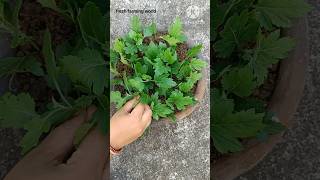 Guldaudisebatichrysanthemum plant cutting se kaise grow kare winter plant sebatishortsfeed [upl. by Asile]