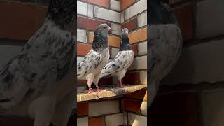 Top resulted pigeons subscribe trend kabootar youtubeshorts [upl. by Marijane]