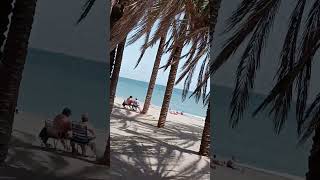 papegaaien op het strand in Torremolinos [upl. by Odelia]