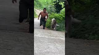 Paparazzi becomes a rat crossing the street and everyone shouts and beats Labrador [upl. by Alaet]