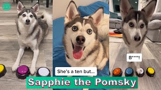 Sapphie the Pomsky Best TikTok Compilation 2023  Sapphie the Pomsky New TikTok Videos [upl. by Aleras822]