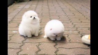 Fluffy Little Pomeranian Puppies ❤️ l Korea teacup puppies [upl. by Porche]