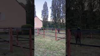 New paddocks gallop racehorse evergreen foryou [upl. by Dafna]