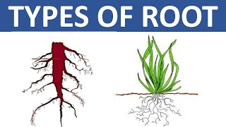 TYPES OF ROOT  TAPROOT AND FIBROUS ROOT  DIFFERENCE BETWEEN TAPROOT AND FIBROUS ROOT  SCIENCE [upl. by Montagna]