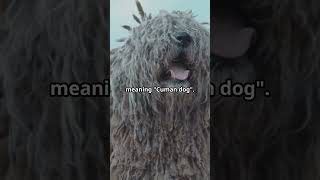 Komondor The Adorable Mop Dog with a Serious Job [upl. by Broderick]