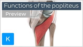 Functions of the popliteus muscle preview  3D Human Anatomy  Kenhub [upl. by Aileda]