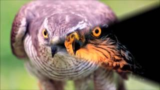 Sparrow Hawk Sounds  Good Animal Voices [upl. by Yerot]