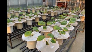 静岡大学農学部『ワサビ栽培を科学的に解明する』植物機能生理学研究室（一家）・植物機能制御学研究室 [upl. by Fanny]