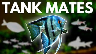 Angelfish Tank Mates 10 Fish You Can Keep with Angelfish [upl. by Naillik]