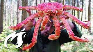 Meine erste King Crab im Wald gegrillt ASMR 🔥🔥🔥 [upl. by Nitsugua]