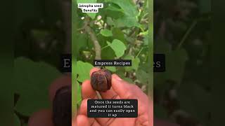 Jatropha seed usesJatropha benefits shortsyoutube shorts [upl. by Jollenta]