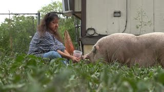 200pound hog found roaming San Antonioarea community needs a pigtureperfect home [upl. by Issac]