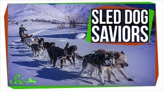 When Sled Dogs Saved an Alaskan Town [upl. by Antonia]