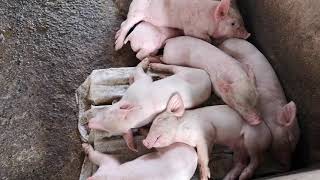 PIGGERY FARM MY SMALL BUSINESS 10 days old piglets [upl. by Nauqit]