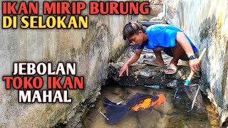 Temukan Ikan Hias Mahal Sebesar Ini Jebolan Tampungan Toko Ikan Hias [upl. by Elocel457]