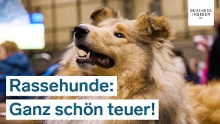 Welpenfarmen Qualzucht und Hundeschauen Darum sind Rassehunde so teuer  Ganz schön teuer [upl. by Gnivre]