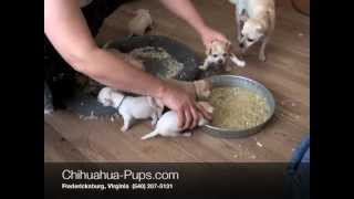 How To Wean Chihuahua Puppies  4 weeks old  First Solid Food [upl. by Teirrah603]