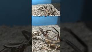 Camel Spider VS Praying Mantis  EPIC BATTLE  camelspidervs prayingmantisvs [upl. by Llirrehs]