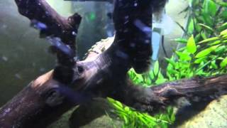 My Northern Black Knobbed Sawback Map Turtles [upl. by Carie]