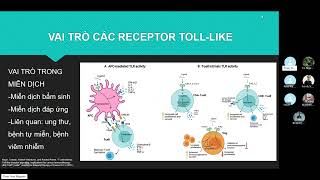 Immunoseminar 38 TollLike Receptors [upl. by Ikuy472]