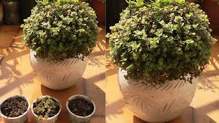 Care tips and Propagation of Creeping inch plantPurple Turtle vineCallisia repens [upl. by Ubana]