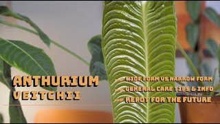 Anthurium Veitchii Wide vs Narrow General Care Tips [upl. by Odlopoel]