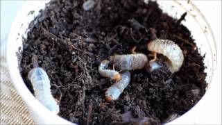 trout fishing with witchetty gubs otherwise known as cockchafer grubs or curl grubs [upl. by Murdocca]