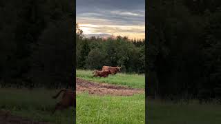 Highland Cattle Cow Mooing The Perfect Video to Help You Sleep [upl. by Rother]